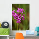 Close-Up Of A Cluster Of Bright Pink Orchids Wall Mural