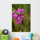 Close-Up Of A Cluster Of Bright Pink Orchids Wall Mural