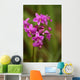 Close-Up Of A Cluster Of Bright Pink Orchids Wall Mural