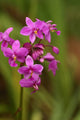 Close-Up Of A Cluster Of Bright Pink Orchids Wall Mural