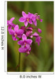 Close-Up Of A Cluster Of Bright Pink Orchids Wall Mural