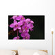 Close-Up Of A Cluster Of Bright Pink Orchids Wall Mural