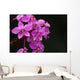 Close-Up Of A Cluster Of Bright Pink Orchids Wall Mural