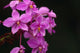 Close-Up Of A Cluster Of Bright Pink Orchids Wall Mural