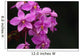 Close-Up Of A Cluster Of Bright Pink Orchids Wall Mural