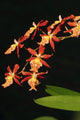Close-Up Of Bright Orange Orchids Wall Mural