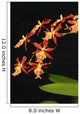 Close-Up Of Bright Orange Orchids Wall Mural
