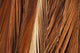 Close-Up Of Coconut Palm Fronds Wall Mural