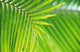 Thailand, Nong Bua Lumphu, Close-Up Of Palm Leaves Wall Mural