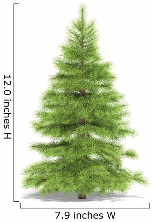 Spruce