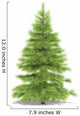 Spruce