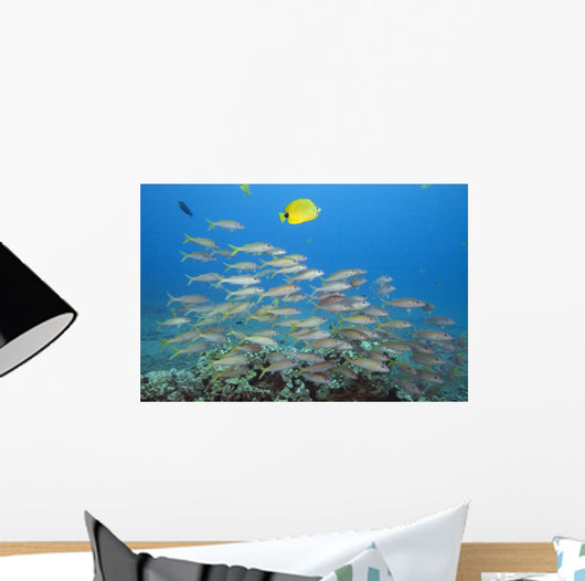 Hawaii, A School Of Yellowfin Goatfish Wall Mural