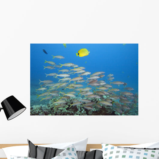 Hawaii, A School Of Yellowfin Goatfish Wall Mural