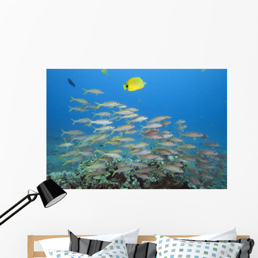 Hawaii, A School Of Yellowfin Goatfish Wall Mural