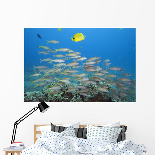 Hawaii, A School Of Yellowfin Goatfish Wall Mural