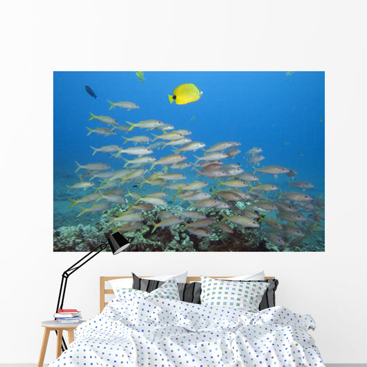 Hawaii, A School Of Yellowfin Goatfish Wall Mural
