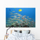 Hawaii, A School Of Yellowfin Goatfish Wall Mural