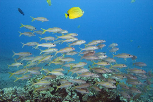 Hawaii, A School Of Yellowfin Goatfish Wall Mural