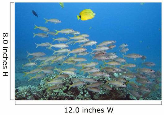 Hawaii, A School Of Yellowfin Goatfish Wall Mural