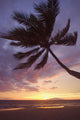Hawaii, Maui, Kihei, Palm Tree Over The Beach At Sunset Wall Mural