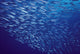 Hawaii, Mackerel Scad, Opelu Swims In Large School Wall Mural