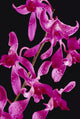 Black Background Wall Mural