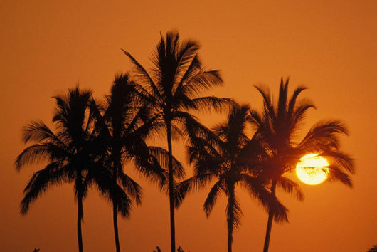 Hawaii, Sunset, Cluster Of Palm Trees, Sun Ball Wall Mural