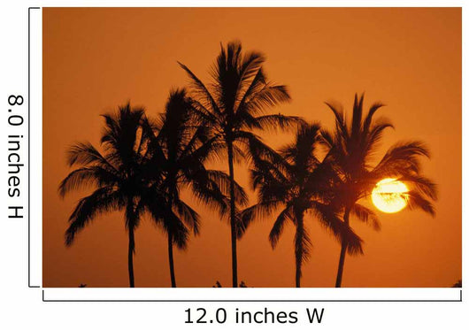 Hawaii, Sunset, Cluster Of Palm Trees, Sun Ball Wall Mural