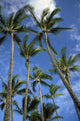 Hawaii, Palm Trees Against Blue Sky And Clouds Wall Mural