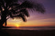 Hawaii, Silhouette Of Palm Tree Near Ocean, Colorful Sunset Wall Mural