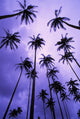 Coconut Palm Trees Silhouetted At Dawn Against Purple Sky Wall Mural