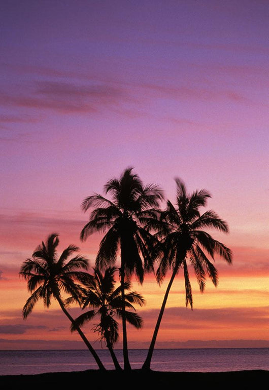Cluster Of Palm Trees With Beautiful Sunset Background Wall Mural