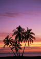 Cluster Of Palm Trees With Beautiful Sunset Background Wall Mural
