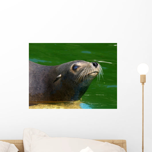 Seehund Wall Mural