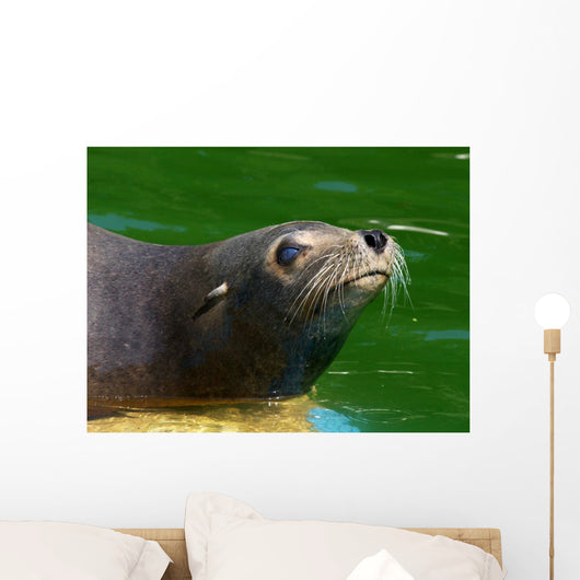 Seehund Wall Mural