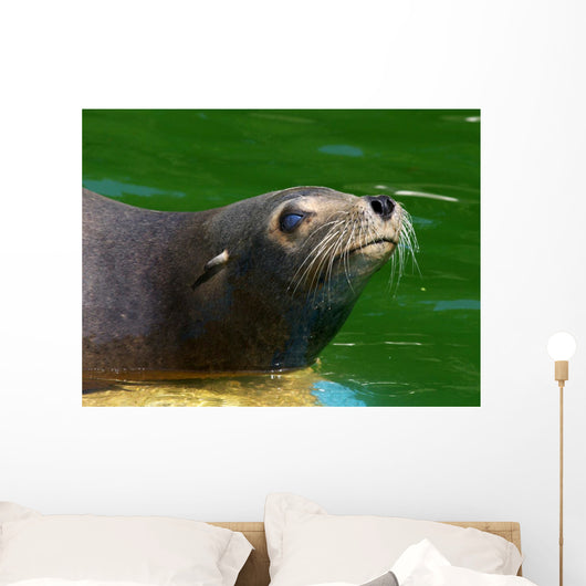 Seehund Wall Mural