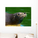 Seehund Wall Mural