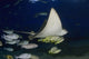 Hawaii, Spotted Eagle Ray And Reef Fish Wall Mural