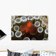 Indonesia, Male Spine-Cheek Clownfish Within Sea Anemone Wall Mural