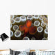 Indonesia, Male Spine-Cheek Clownfish Within Sea Anemone Wall Mural