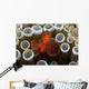 Indonesia, Male Spine-Cheek Clownfish Within Sea Anemone Wall Mural