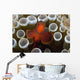 Indonesia, Male Spine-Cheek Clownfish Within Sea Anemone Wall Mural