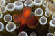 Indonesia, Male Spine-Cheek Clownfish Within Sea Anemone Wall Mural