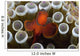 Indonesia, Male Spine-Cheek Clownfish Within Sea Anemone Wall Mural