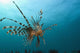 Indonesia, Lionfish Floating Peacefully Above The Reef Wall Mural