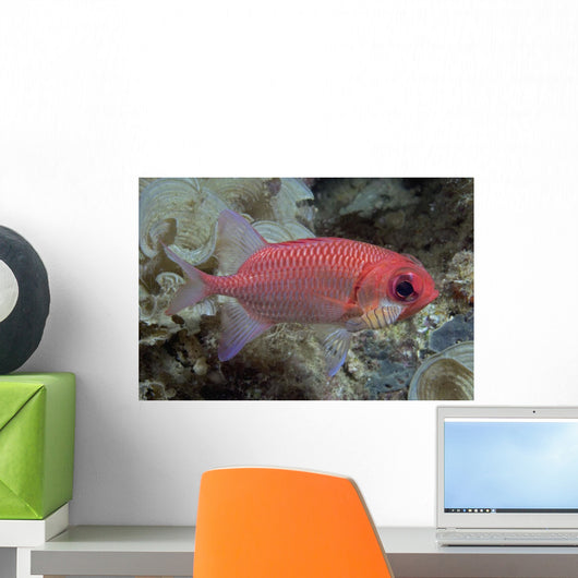 Close-Up Side View Of A Pale Soldierfish With A Large Parasitic Isopod Wall Mural