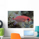 Close-Up Side View Of A Pale Soldierfish With A Large Parasitic Isopod Wall Mural