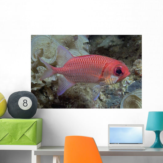 Close-Up Side View Of A Pale Soldierfish With A Large Parasitic Isopod Wall Mural