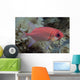 Close-Up Side View Of A Pale Soldierfish With A Large Parasitic Isopod Wall Mural