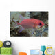 Close-Up Side View Of A Pale Soldierfish With A Large Parasitic Isopod Wall Mural